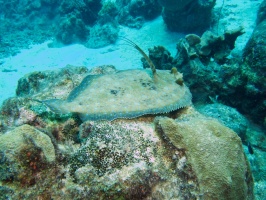 Peacock Flounder IMG 7049